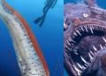 Aparecen en aguas profundas los temidos «peces del juicio final» y desatan temor